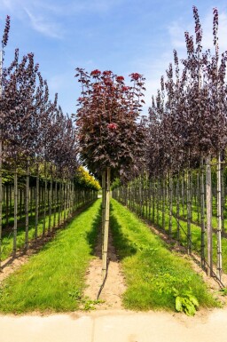 Acer platanoides 'Crimson Sentry' boule sur tige