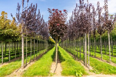 Acer platanoides 'Crimson Sentry' boule sur tige 6/8 225cm tronc