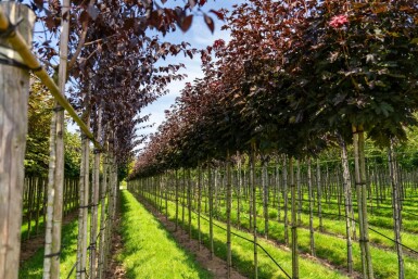 Acer platanoides 'Crimson Sentry' boule sur tige 6/8 225cm tronc