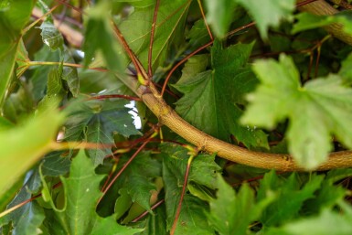 Acer platanoides 'Crimson Sentry' boule sur tige 6/8 225cm tronc