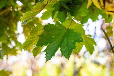 Acer platanoides 'Crimson Sentry' boule sur tige 6/8 225cm tronc