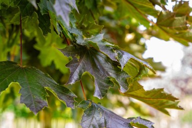 Acer platanoides 'Crimson Sentry' boule sur tige 6/8 225cm tronc