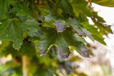 Acer platanoides 'Crimson Sentry' boule sur tige 6/8 225cm tronc