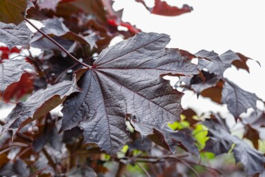 Acer platanoides 'Crimson Sentry' boule sur tige 6/8 225cm tronc