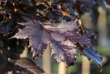 Acer platanoides 'Crimson Sentry' boule sur tige 6/8 225cm tronc