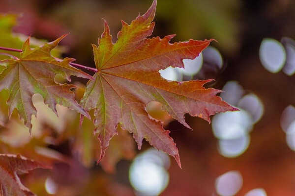 Acer plat. 'Crimson Sentry' demi-tige 6/8 120cm tronc