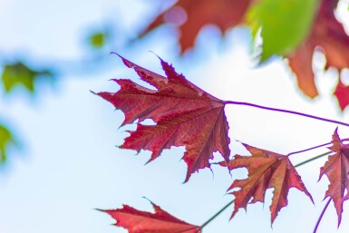 Acer platanoides 'Crimson Sentry' demi-tige