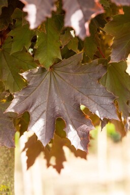 Acer plat. 'Crimson Sentry' demi-tige 6/8 120cm tronc