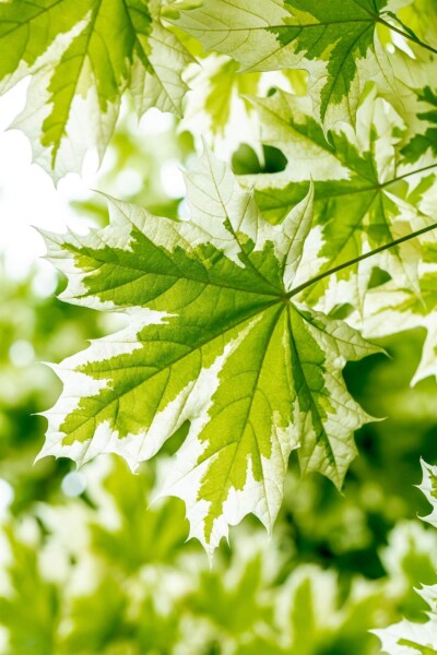 Acer platanoides 'Drummondii'