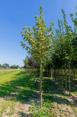 Acer platanoides 'Drummondii' haute-tige