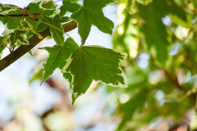 Acer platanoides 'Drummondii' haute-tige