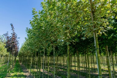 Acer platanoides 'Drummondii' haute-tige 8/10