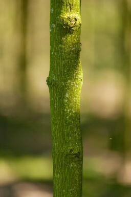 Acer platanoides 'Drummondii' haute-tige 8/10