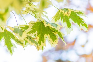 Acer platanoides 'Drummondii' haute-tige 8/10