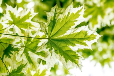 Acer platanoides 'Drummondii' haute-tige 8/10