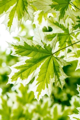 Acer platanoides 'Drummondii' haute-tige 8/10