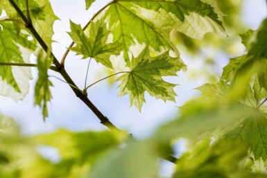 Acer platanoides 'Drummondii' haute-tige 8/10