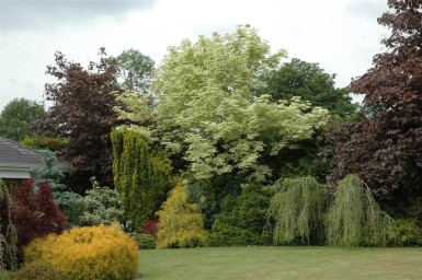 Acer platanoides 'Drummondii' haute-tige 8/10