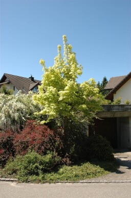 Acer platanoides 'Drummondii' haute-tige 8/10
