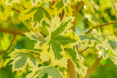 Acer platanoides 'Drummondii' haute-tige 8/10