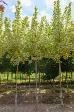 Acer platanoides 'Drummondii' haute-tige 8/10