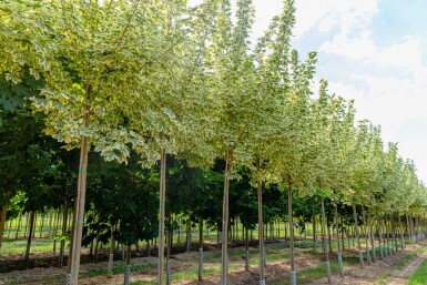 Acer platanoides 'Drummondii' haute-tige 8/10