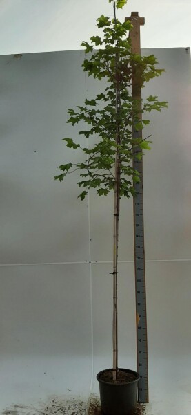 Acer platanoides 'Emerald Queen' haute-tige 8/10