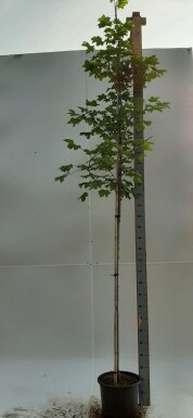 Acer platanoides 'Emerald Queen' haute-tige