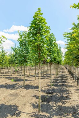 Acer platanoides 'Emerald Queen' haute-tige
