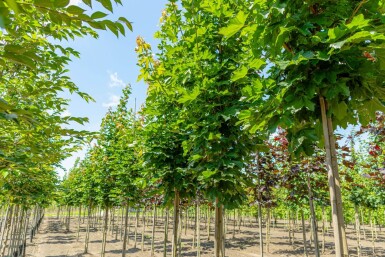 Acer platanoides 'Emerald Queen' haute-tige 8/10