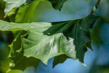 Acer platanoides 'Emerald Queen' haute-tige 8/10