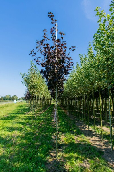 Acer platanoides 'Faassen's Black' haute-tige 12/14