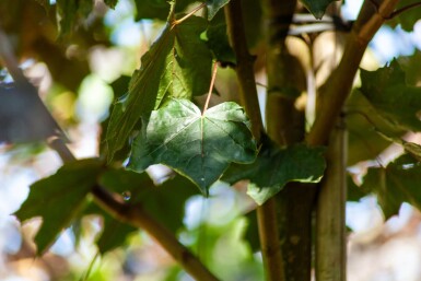 Acer platanoides 'Faassen's Black' haute-tige