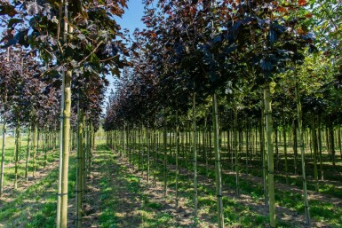 Acer platanoides 'Faassen's Black' haute-tige 12/14