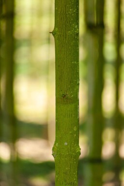 Acer platanoides 'Faassen's Black' haute-tige 12/14