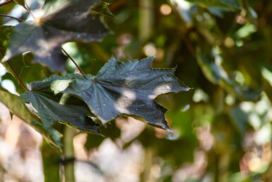 Acer platanoides 'Faassen's Black' haute-tige 12/14