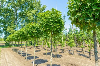 Acer platanoides 'Globosum' haute-tige 12/14 225cm tronc