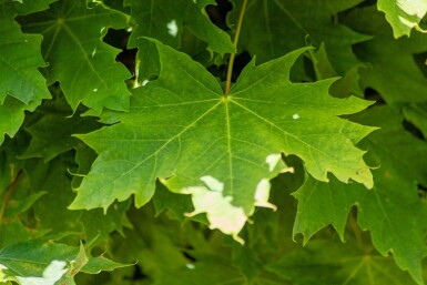 Acer platanoides 'Globosum' haute-tige 12/14 225cm tronc