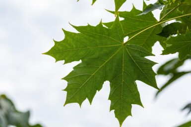 Acer platanoides 'Globosum' haute-tige 12/14 225cm tronc