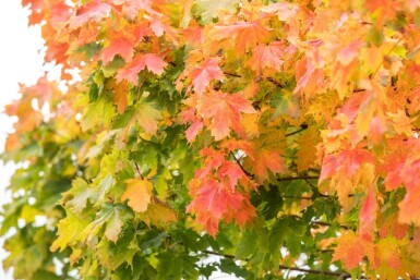 Acer platanoides 'Globosum' haute-tige 12/14 225cm tronc