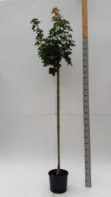 Acer platanoides 'Globosum' boule sur tige
