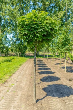 Acer platanoides 'Globosum' boule sur tige