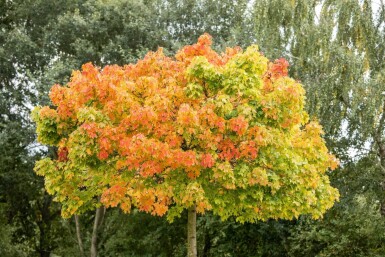 Acer platanoides 'Globosum' demi-tige 6/8 120cm tronc