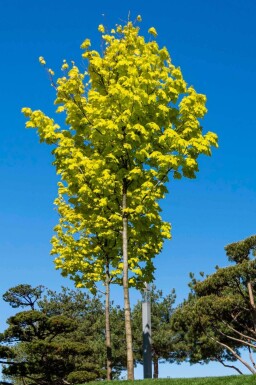Acer platanoides 'Princeton Gold' haute-tige