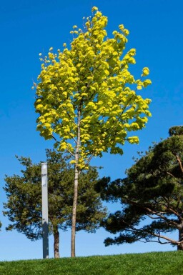 Acer platanoides 'Princeton Gold' haute-tige