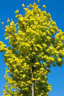 Acer platanoides 'Princeton Gold' baliveau