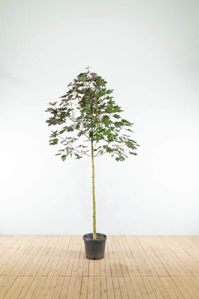 Acer platanoides 'Royal Red' haute-tige 10/12