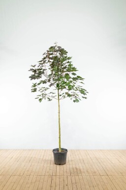 Acer platanoides 'Royal Red' haute-tige