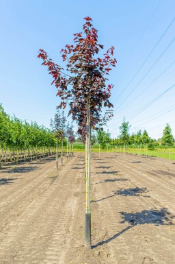 Acer platanoides 'Royal Red' haute-tige
