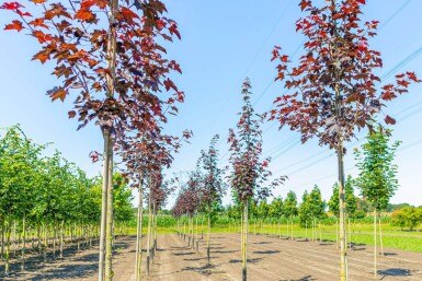 Acer platanoides 'Royal Red' haute-tige 10/12